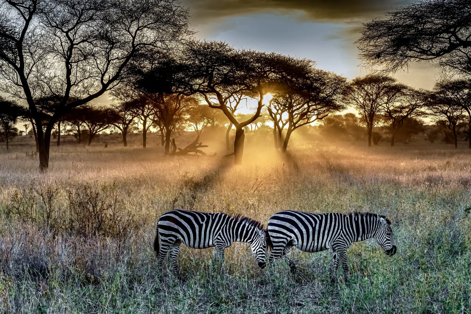 Read more about the article Lorem ipsum